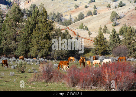 40 600,03316 un troupeau de chevaux sauvages presque traversé un poulain paissant dans une haute vallée du désert avec Juniper arbres, l'armoise, et un pré herbeux vert. Banque D'Images