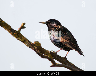 Seul Étourneau sansonnet (Sturnus vulgaris) perché avec la lumière montrant c'est couleurs printemps irisé à bon effet. Banque D'Images