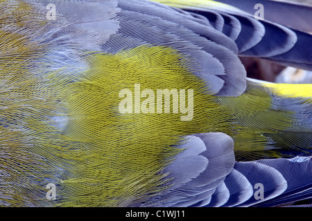 Verdier (Carduelis choris) plumes close up, England, UK Banque D'Images