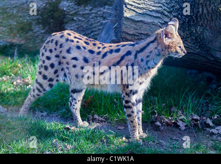 Serval (Leptailurus serval) Banque D'Images