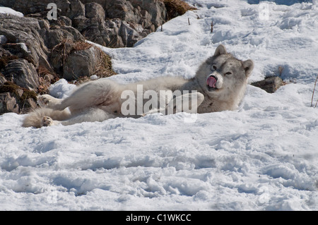 Un loup arctique se trouve dans la neige. Banque D'Images