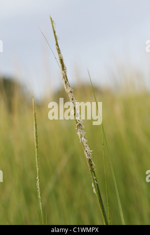 Un pic de floraison de spartine Spartina alterniflora, lisse. Banque D'Images