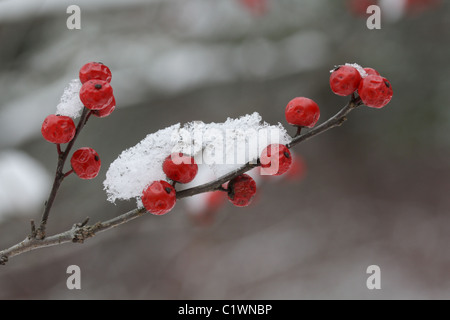 Fruit de l'Ilex verticillata houx verticillé (Américain) avec la neige en hiver. Banque D'Images