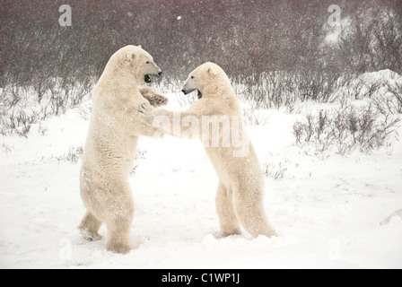 L'ours blanc, Ursus maritimus, faire semblant de se battre, de Churchill, Manitoba, Canada Banque D'Images