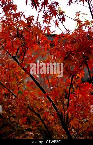 Japanese Maple, Acer palmatum, colorant magnifiquement dans l'automne Banque D'Images