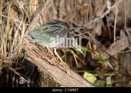 Le héron vert (Butorides virescens) Anhinga Trail, Everglades, Florida, USA Banque D'Images