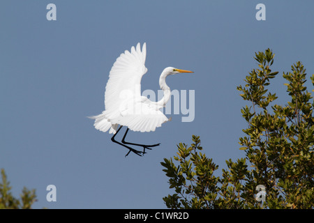 Grande Aigrette (Ardea alba ou Casmerodius albus) en vol, l'atterrissage dans un arbre à Bailey intestinal, Sanibel, Floride Banque D'Images