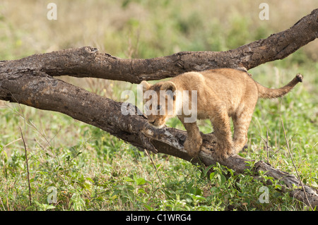 Stock photo d'un lion cub en équilibre sur un journal. Banque D'Images