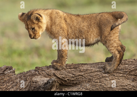 Stock photo d'un lion debout sur un journal. Banque D'Images