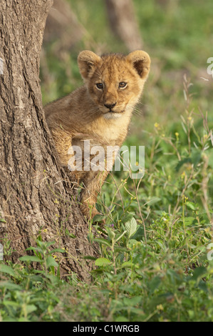 Stock photo d'un lion cub peeking de autour d'un arbre. Banque D'Images