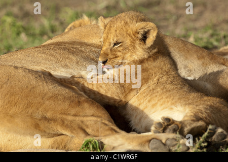 Stock photo d'un lion cub en soins infirmiers. Banque D'Images