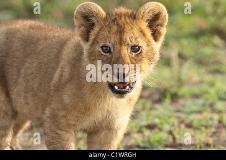 Stock photo libre d'un lion cub avec sa bouche partiellement ouvert. Banque D'Images