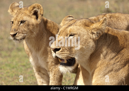 Stock photo d'un lion debout à côté de sa maman. Banque D'Images