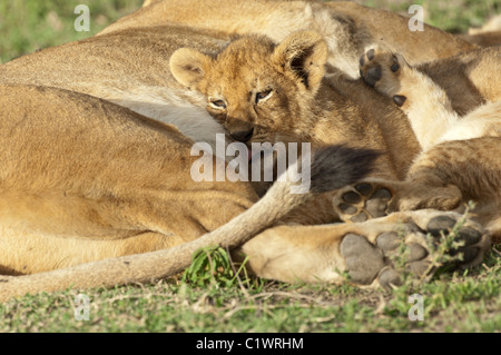 Stock photo d'un lion cub en soins infirmiers. Banque D'Images