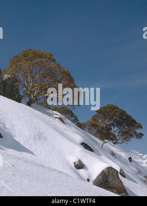 Charlotte Pass, Parc National de Kosciuszko, montagnes enneigées, NSW, Australie. Banque D'Images