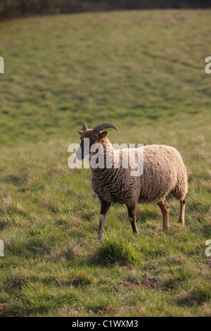 Castlemilk Moorit ovins de race rare Banque D'Images