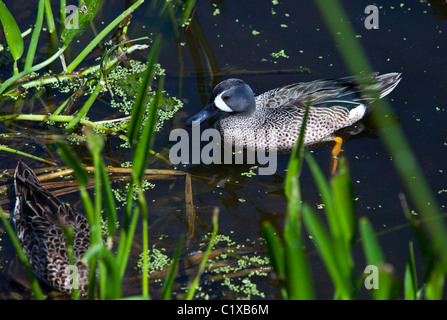 Sarcelle à ailes bleues mâle canard nager dans l'étang, Florida, USA Banque D'Images