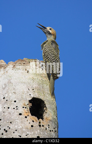 Fernandina Colaptes fernandinae le vacillement d'un site de mâle en arbre mort à Bermejas, République de Cuba en avril. Banque D'Images