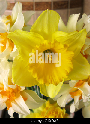 Jonquilles double avec un seul jaune jonquille dans un arrangement Banque D'Images