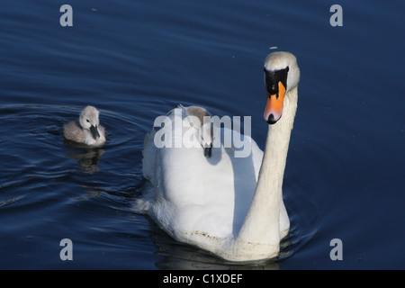 Swan avec Cygnets Banque D'Images