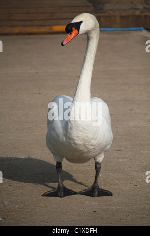 Cygne tuberculé Banque D'Images