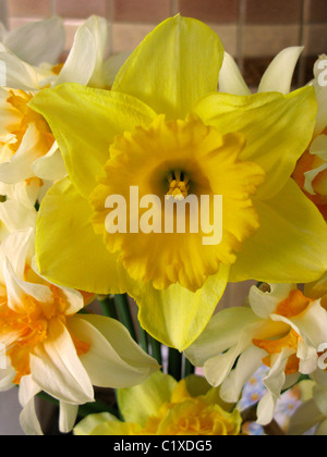 Jonquilles double avec un seul jaune jonquille dans un arrangement Banque D'Images