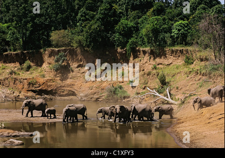 Les éléphants crossing River Banque D'Images