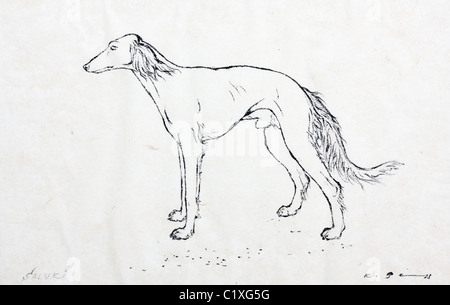 Saluki - portrait fusain sur papier par Kurt Tessmann Banque D'Images