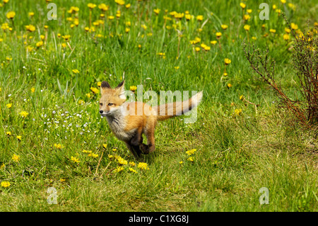 Un jeune Red Fox Banque D'Images