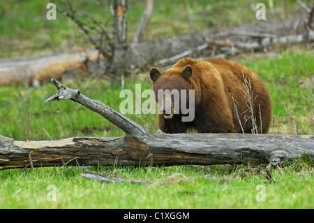 Grand Cinnamon Bear. Un gros ours noir cannelle l'alimentation dans une pluie légère dans le Parc National de Yellowstone Banque D'Images