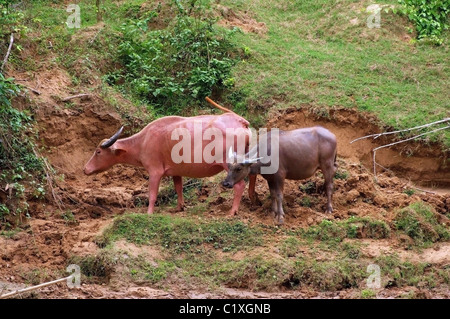 Le buffle d'eau ou buffle d'Asie intérieure (Bubalus bubalis) Banque D'Images