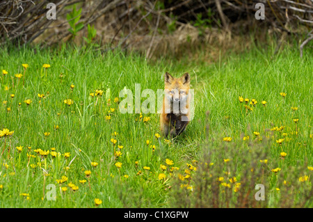 Kit Fox rouge fleurs de printemps par sprints Banque D'Images