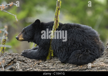 L'ours noir sur les vieux arbres de croissance. Banque D'Images