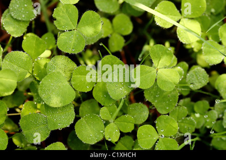 Fermer la vue de plusieurs plantes trèfle couverte de rosée du matin. Banque D'Images