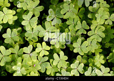 Fermer la vue de plusieurs plantes trèfle couverte de rosée du matin. Banque D'Images
