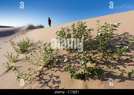 Parfumées Heliotrope Heliotropium convolvulaceum avec personne debout sur dune Monahans Sand Hills State Park New York USA Banque D'Images