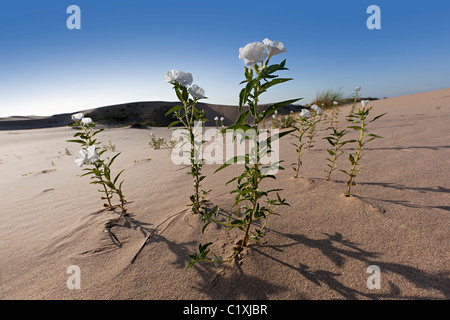 Parfumées Heliotrope Heliotropium convolvulaceum Monahans Sand Hills State Park New York USA Banque D'Images