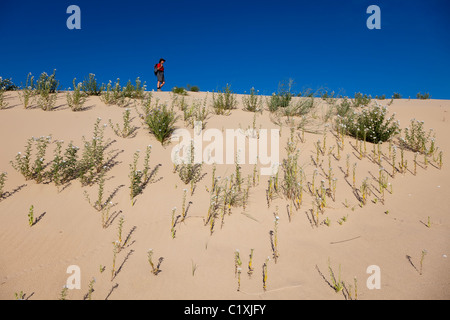 Woman backpacker la marche sur dune de sable couverte de parfumées héliotrope Monahans Sand Hills State Park New York USA Banque D'Images