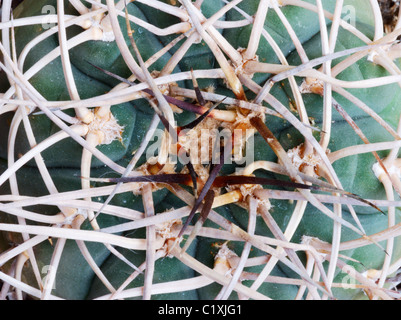 Détail d'un Gimnocalycium cactus avec de grandes épines incurvées Banque D'Images