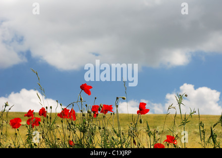 Coquelicots rouges sur le bord d'un champ d'or Banque D'Images