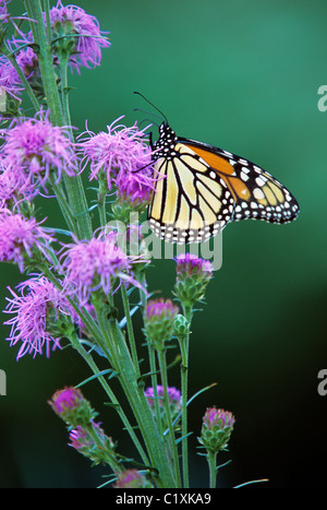 Le monarque (DANUS PLEXIPPUS) sur (LIATRIS LIATRIS LIGULISTYLIS) DANS LE JARDIN DU MINNESOTA. La mi-été. Banque D'Images