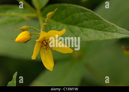 La Salicaire, Lysimachia vulgaris jaune Banque D'Images