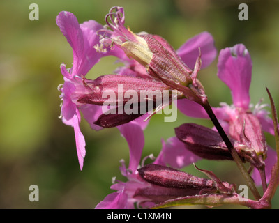 Sticky Silène fleur, Lychnis viscaria Banque D'Images