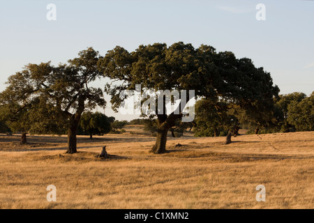 Vue typique d'un champ portugais sur la région de l'Alentejo, remplis d'herbe sèche et de chêne vert des arbres. Banque D'Images