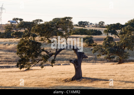 Meubles de chêne vert arbre sur un champ d'herbe sèche. Banque D'Images