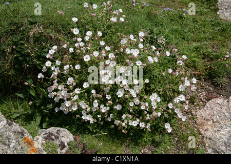 Campion, Silene maritima Mer, Caryophyllaceae. La fleur sauvage, Cornwall, Angleterre, Royaume-Uni. Banque D'Images
