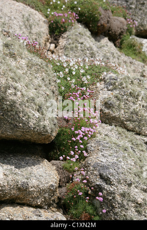 Campion, Silene maritima mer Caryophyllaceae, et l'économie, l'Armeria maritima ssp. elongata, Plumbaginaceae. En fleurs sauvages. Banque D'Images