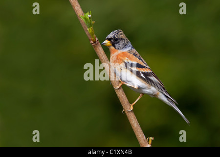 Mâle pinson du Nord Banque D'Images