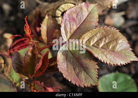 De jeunes feuilles de rose en bonne santé au printemps. Banque D'Images