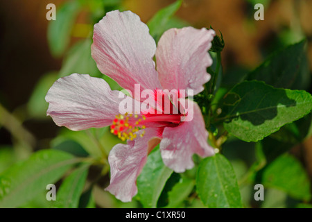 Hibiscus rosa-sinensis, rose clair, rose de Chine hibiscus chinois Banque D'Images